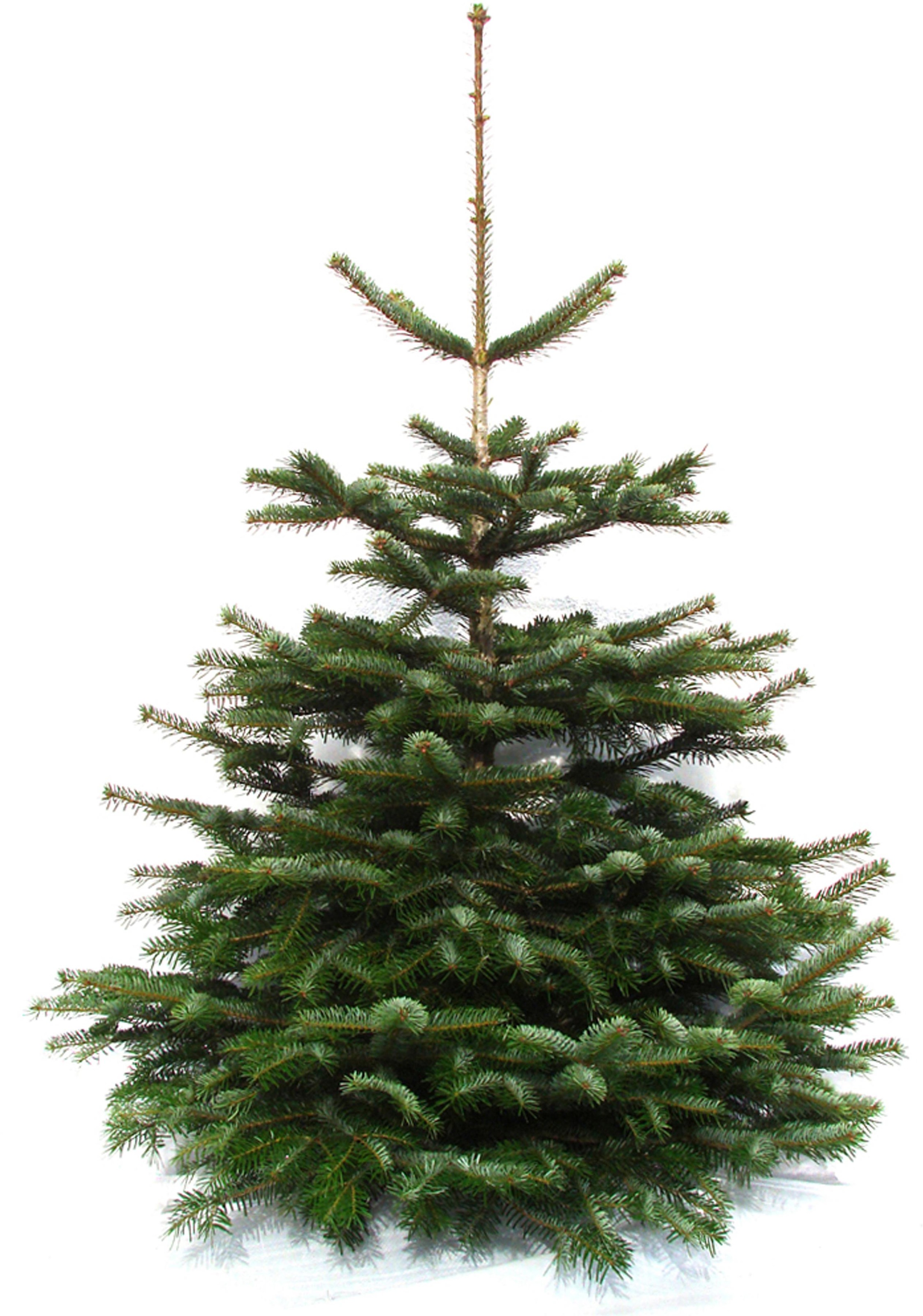 Weihnachtsbaumland Echter Weihnachtsbaum 'Nordmanntanne, Premium, Baumschul-Qualität, in verschiedenen Größen' Nordmanntanne Stammdurchmesser: 10-12cm, frisch geschlagen, Weihnachtsdeko