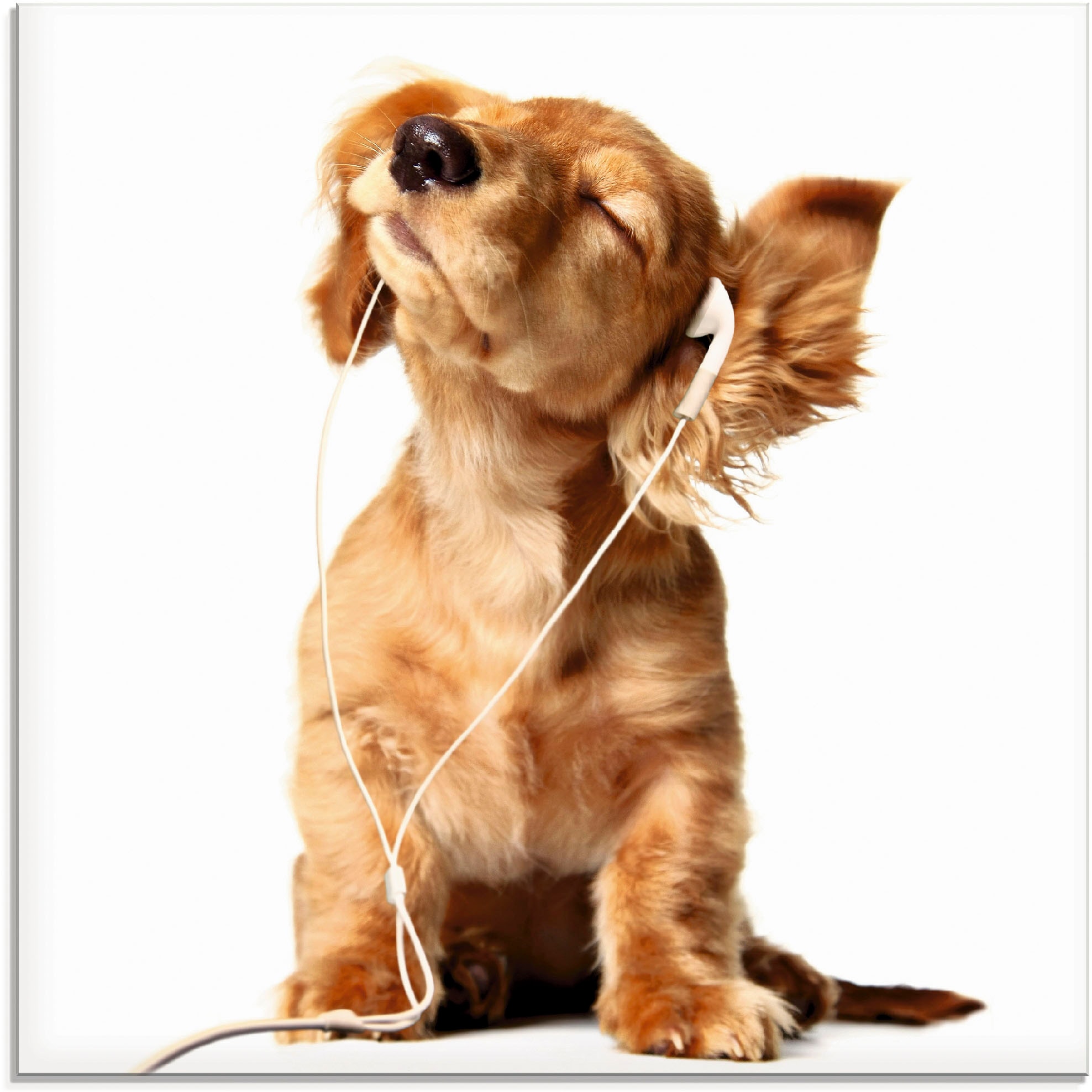 Artland Glasbild 'Junger Hund hört Musik über Kopfhörer', Haustiere, (1 St.), in verschiedenen Größen