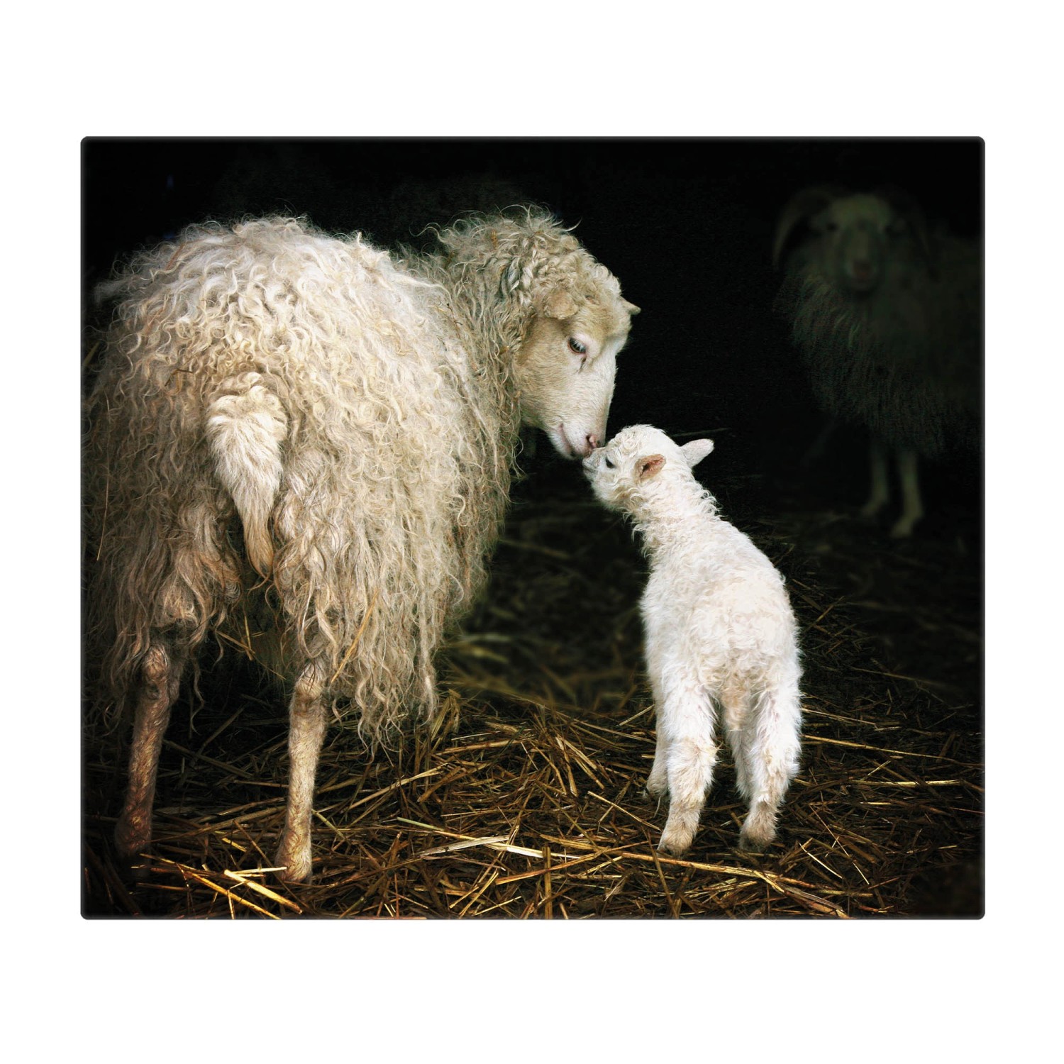 Banjado Herdabdeckplatte Glas 1 Teilig 60x52CM Schneidebrett Herdabdeckung Mit Motiv Schaf Und Lamm