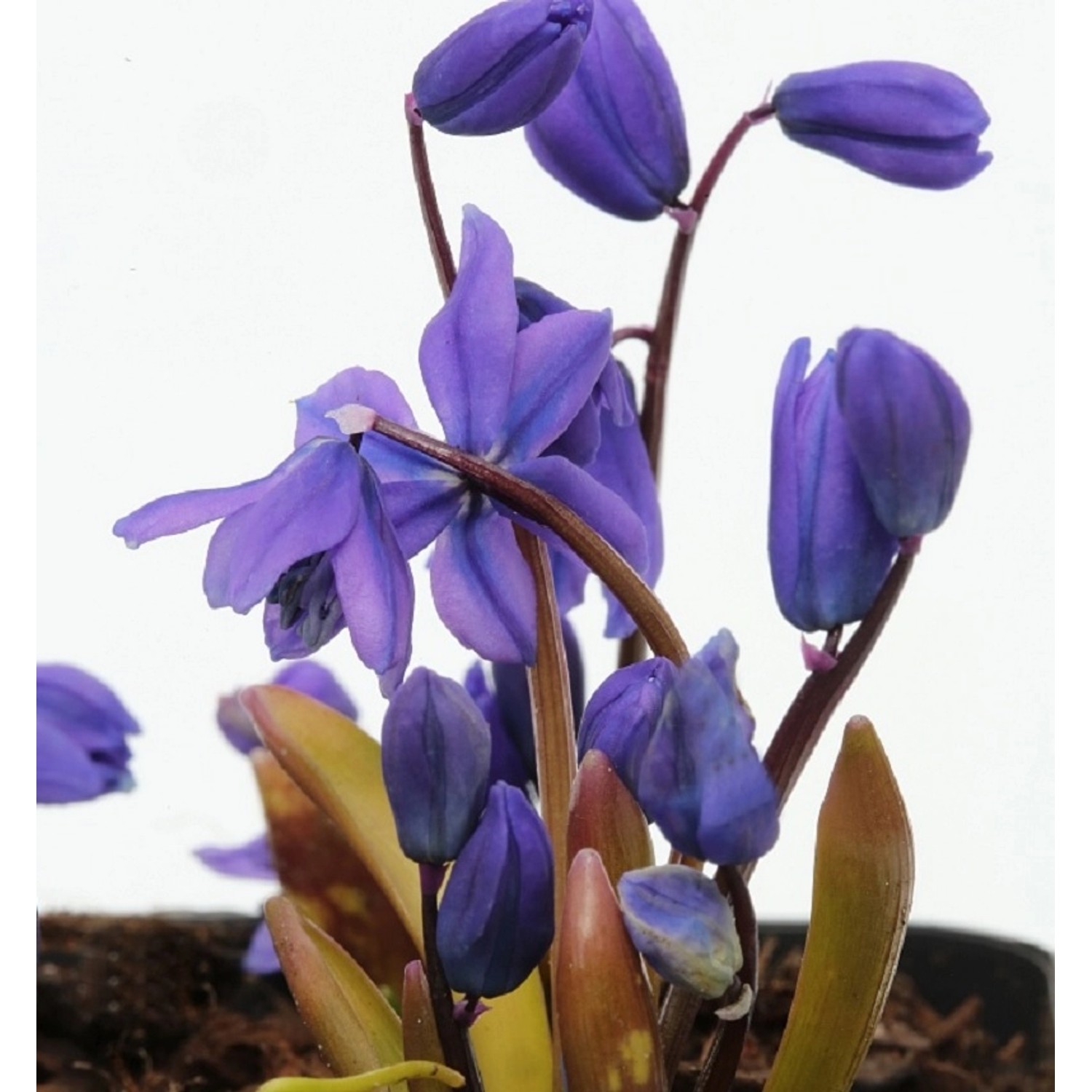 Sibirischer Blaustern Spring Beauty - Scilla siberica Spring Beauty