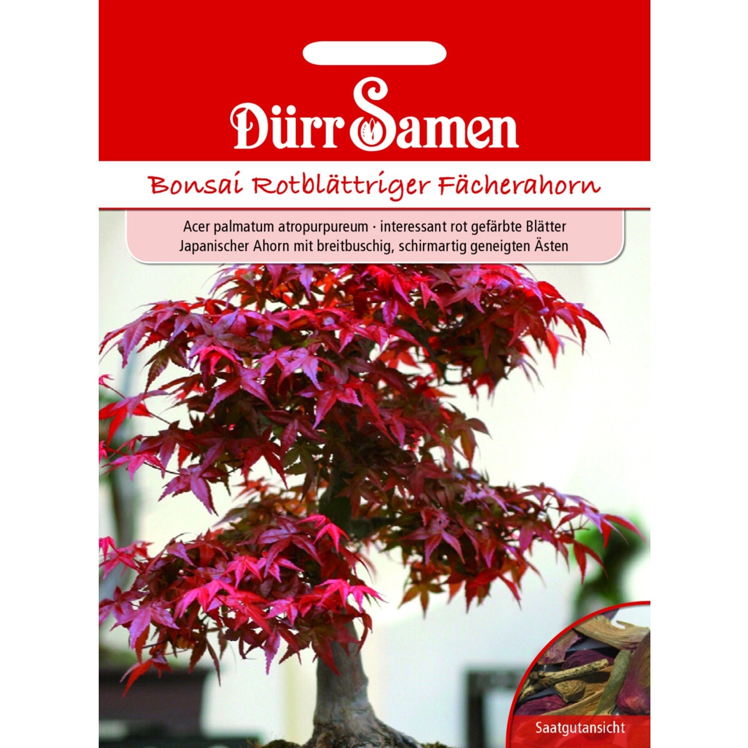 Dürr Samen Bonsai-Samen Rotblättriger Fächerahorn Saatgut