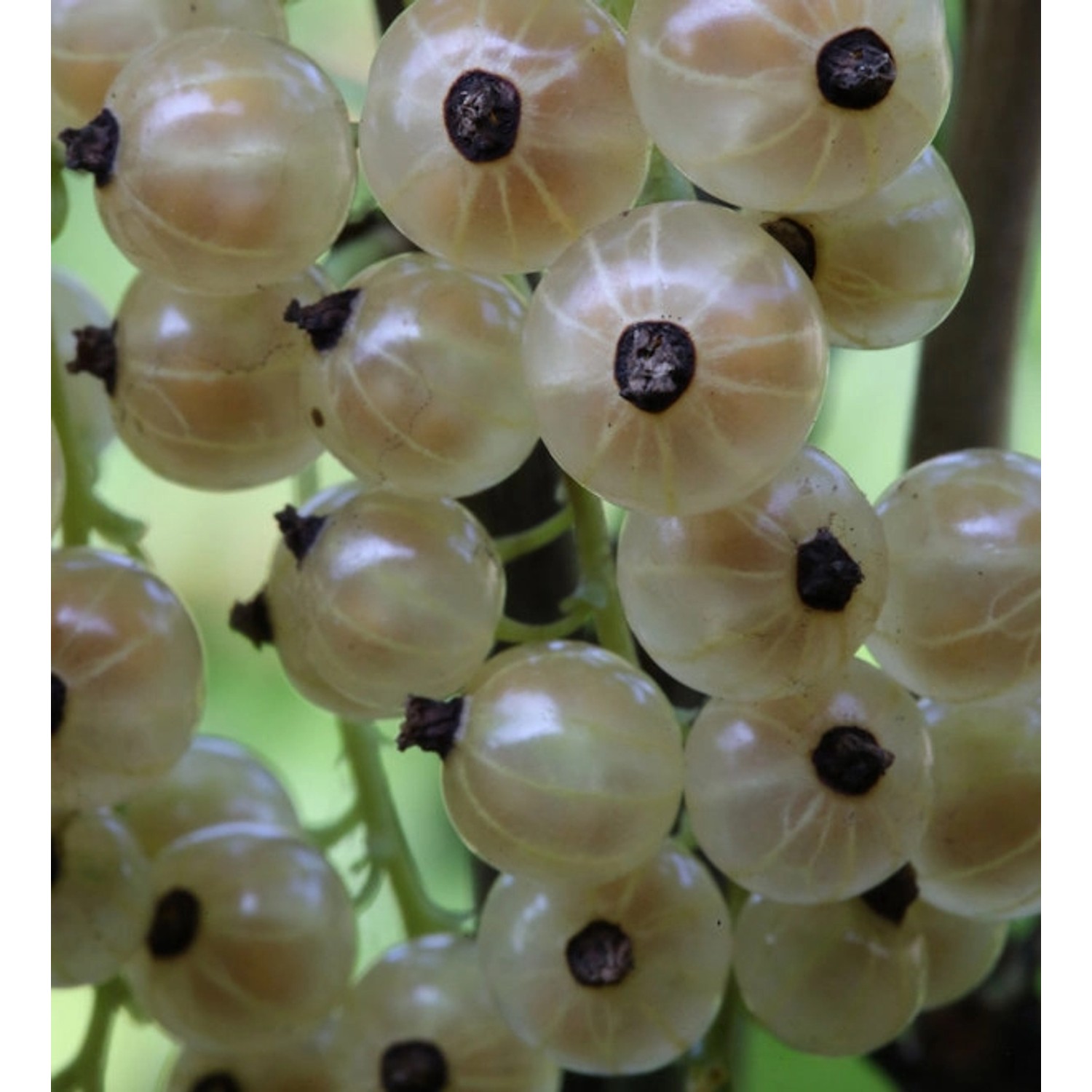 Weiße Johannisbeere Weiße Versailler 40-60cm - Ribes nigrum