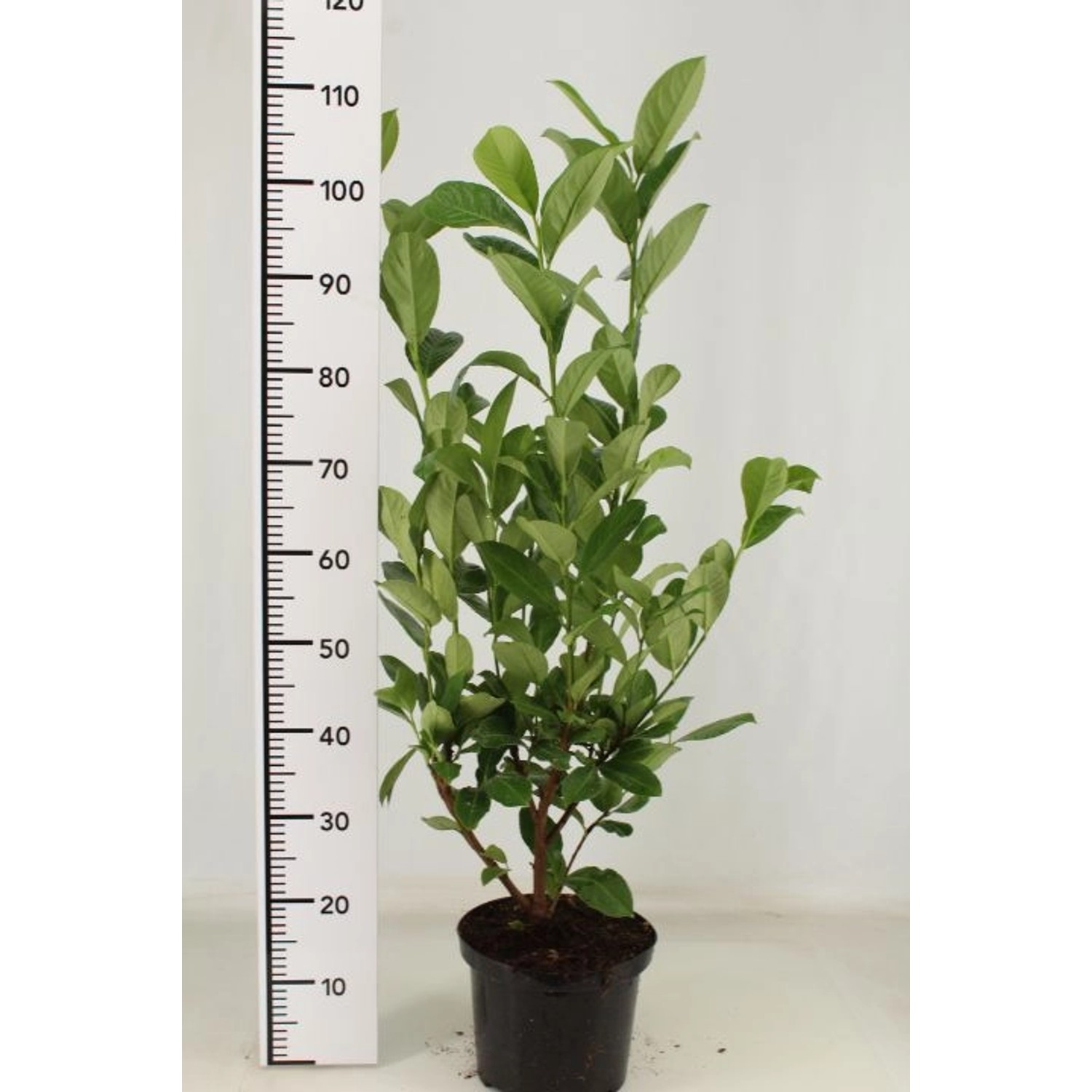 Pflanzen-Boering 10 Prunus Rotundifolia Höhe 80-100 cm Kirschlorbeer-Pflanzen