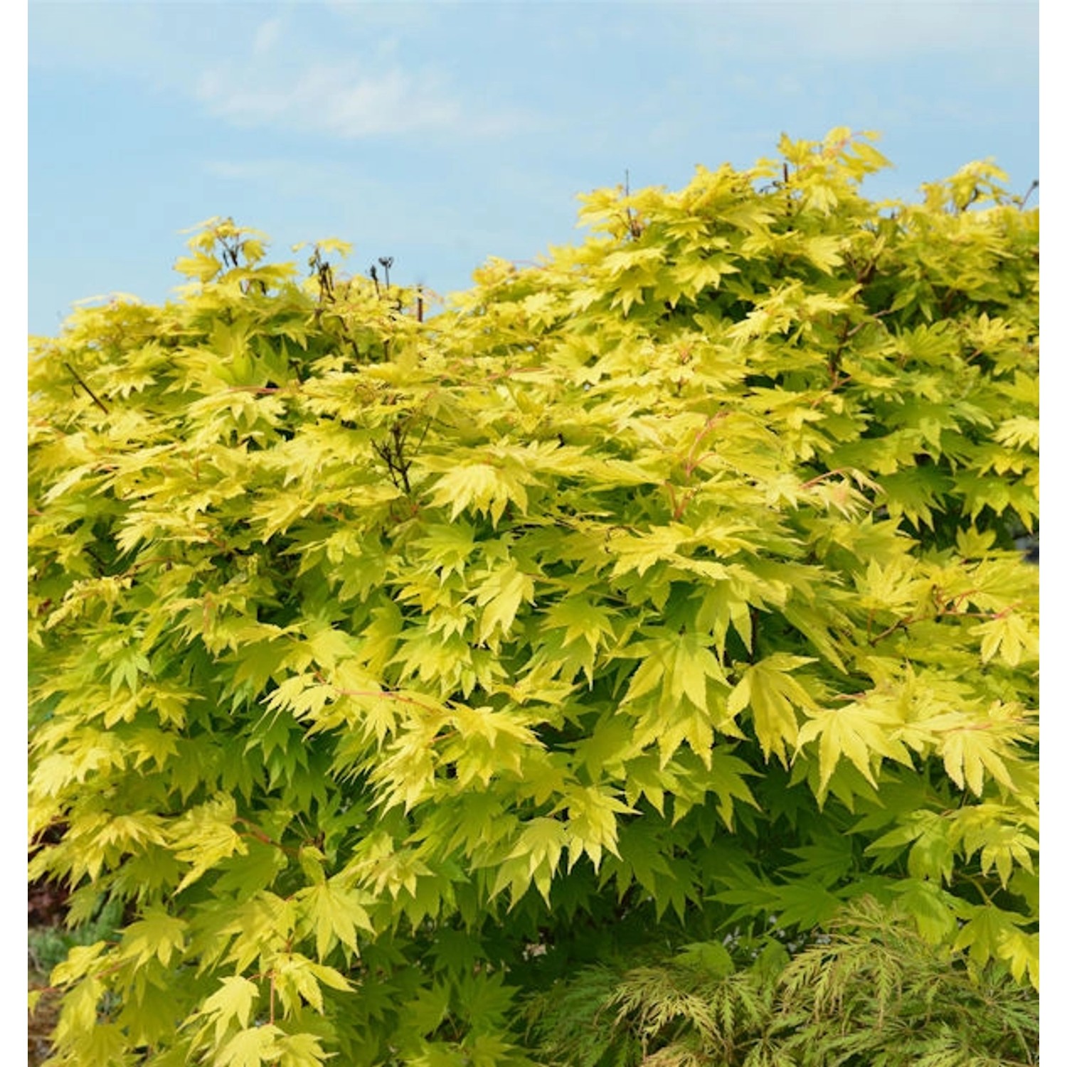 Japanischer Goldahorn Jordan 40-60cm - Acer shirasawanum Jordan