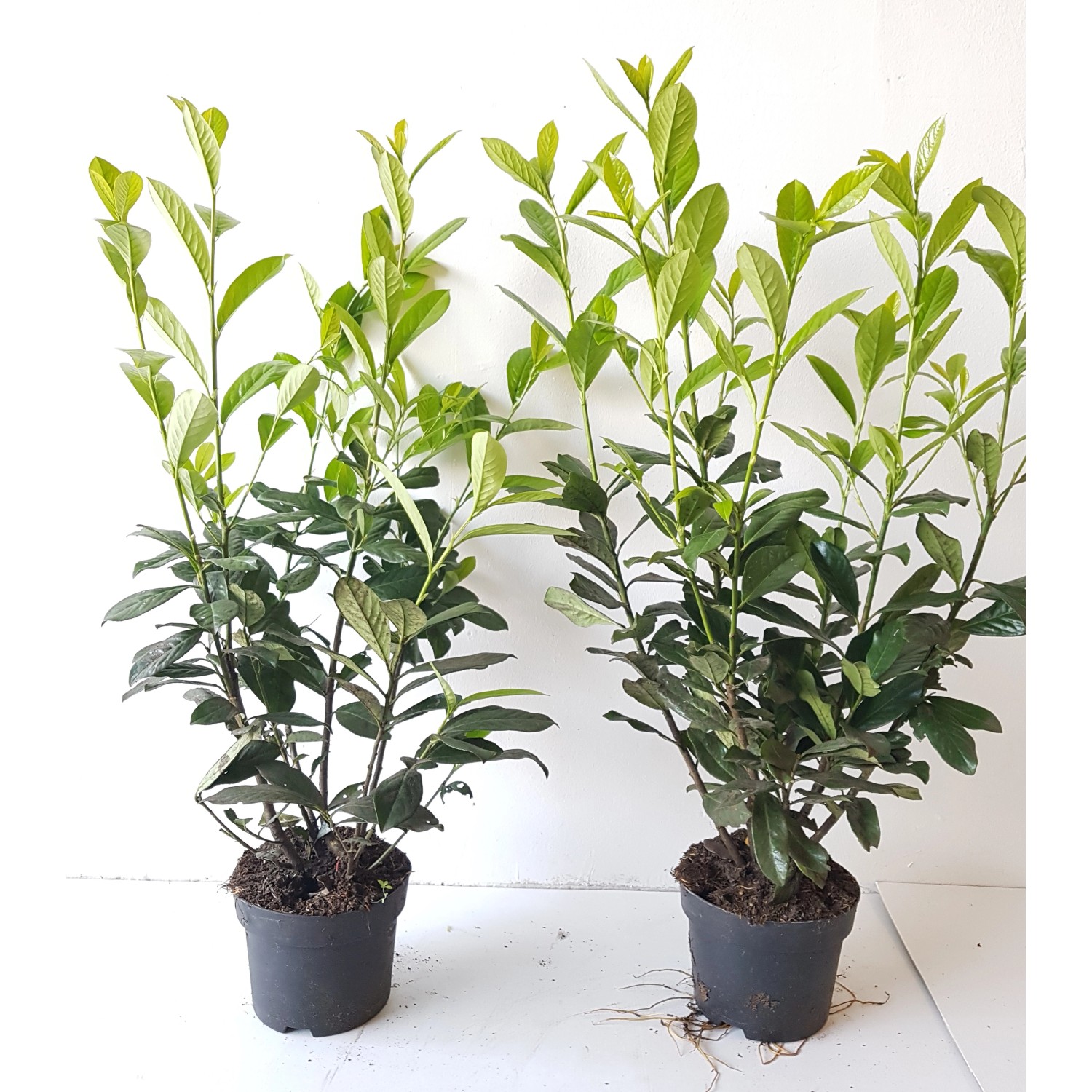 Pflanzen-Boering 10 Prunus Novita Höhe 80-100 cm Kirschlorbeer-Pflanzen