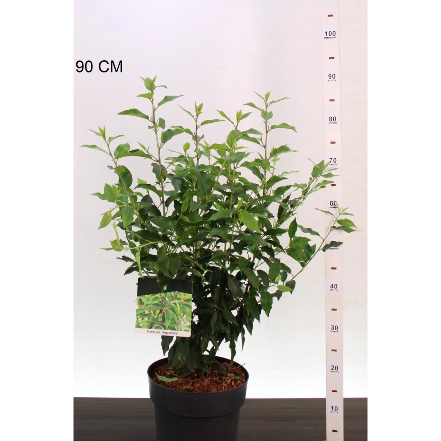 Pflanzen-Boering 10 Prunus Lusitanica Angustifolia Höhe 60-80 cm Lorbeerkirschen-Pflanzen