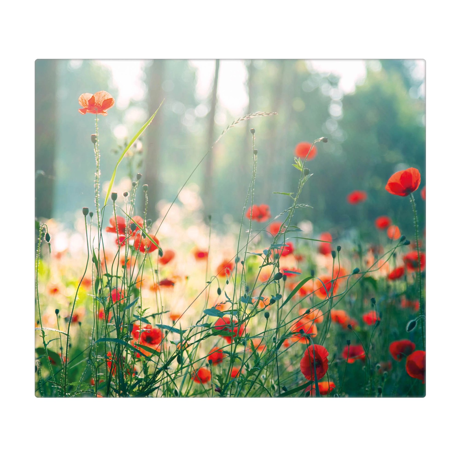 Banjado Herdabdeckplatte Glas 1 Teilig 60x52CM Schneidebrett Herdabdeckung Mit Motiv Waldmohn