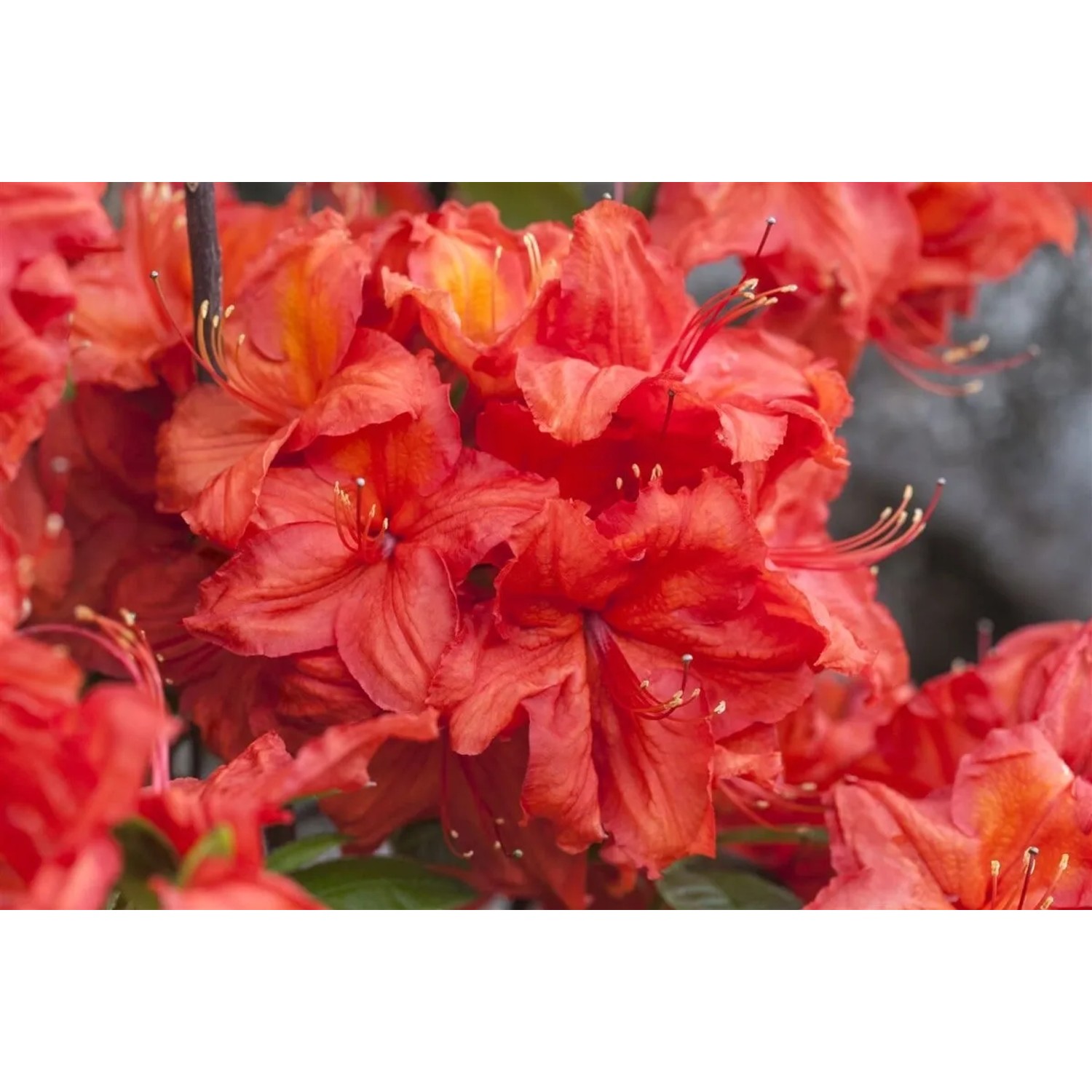 Rhododendron Luteum Feuerwerk Gelb-Rot 50–60 cm