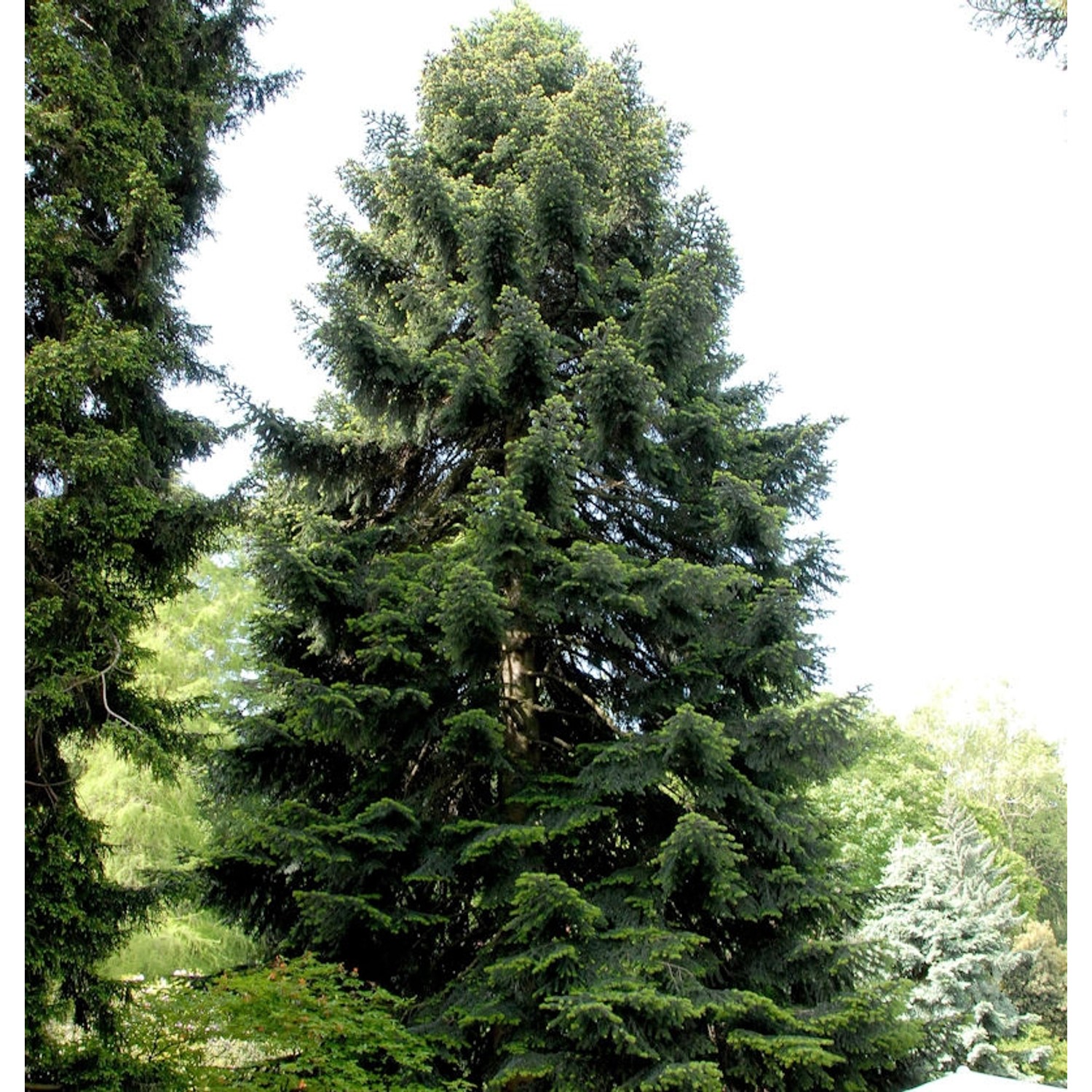 Nordmannstanne 125-150cm - Abies nordmanniana