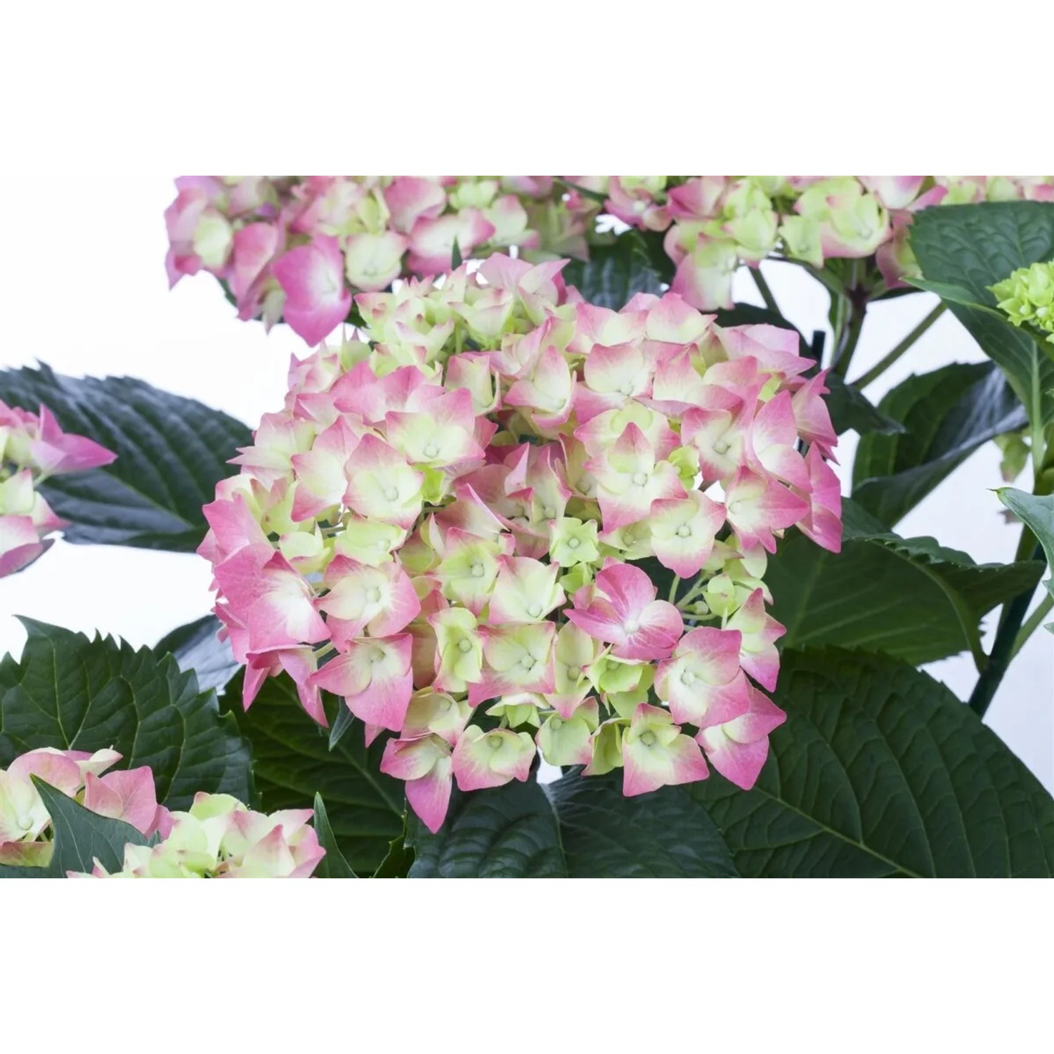 Hydrangea Mac. 'Leuchtfeuer' Bauernhortensie 40-60 cm