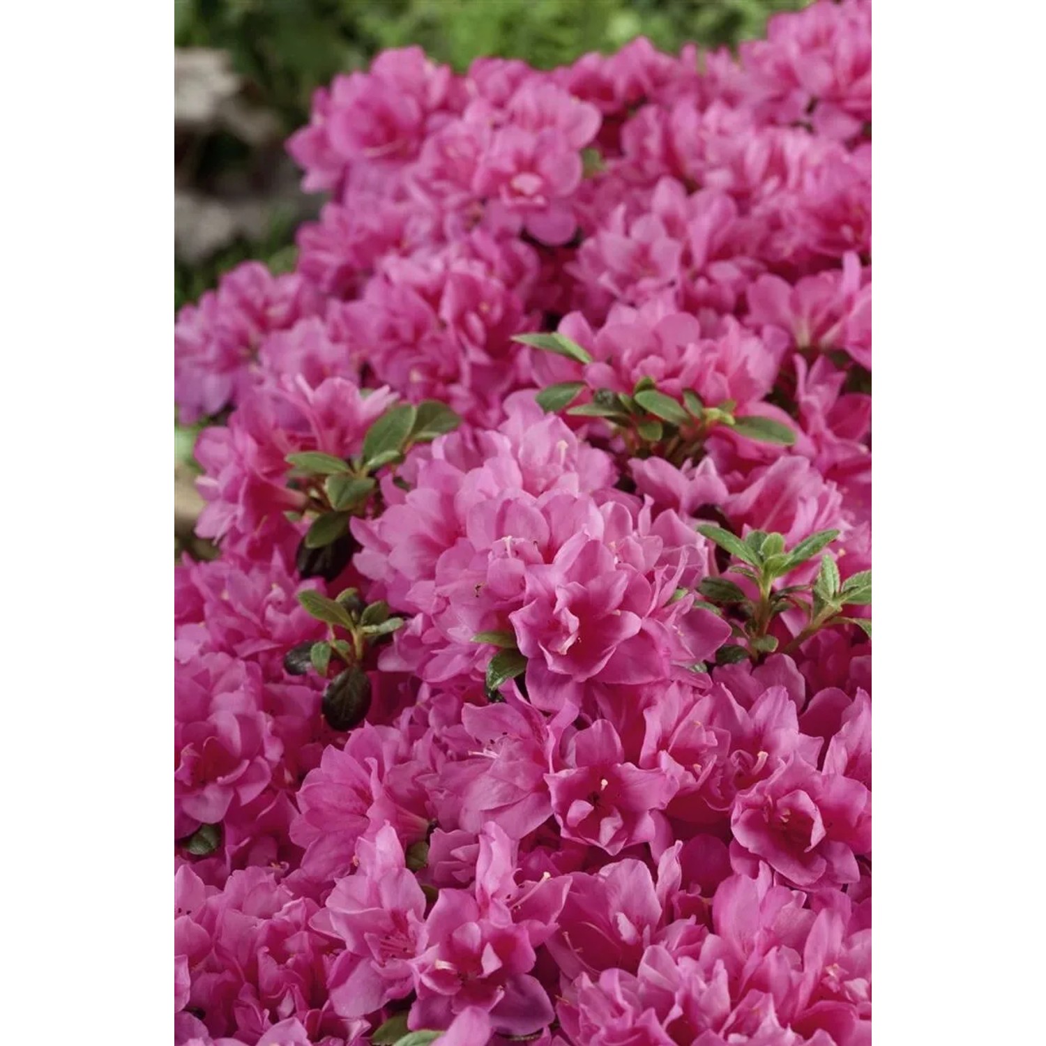 Rhododendron Obtusum Petticoat Azalee Rosa 20–25 cm
