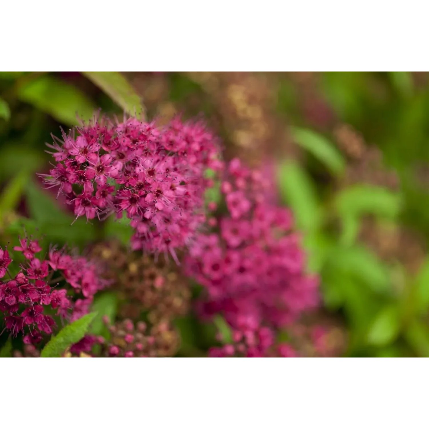 Spiraea Japonica Darts Red Rote Sommerspiere 30–40 cm