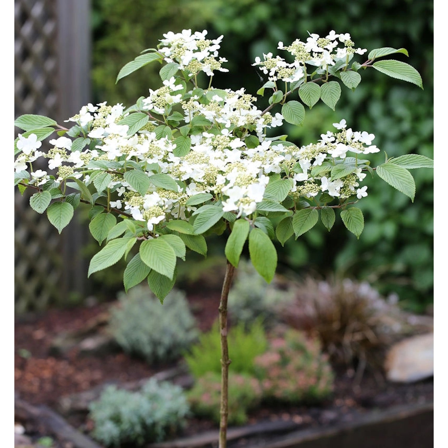 Hochstamm Japanischer Schneeball Darts Red Robin 80-100cm - Viburnum plicatum