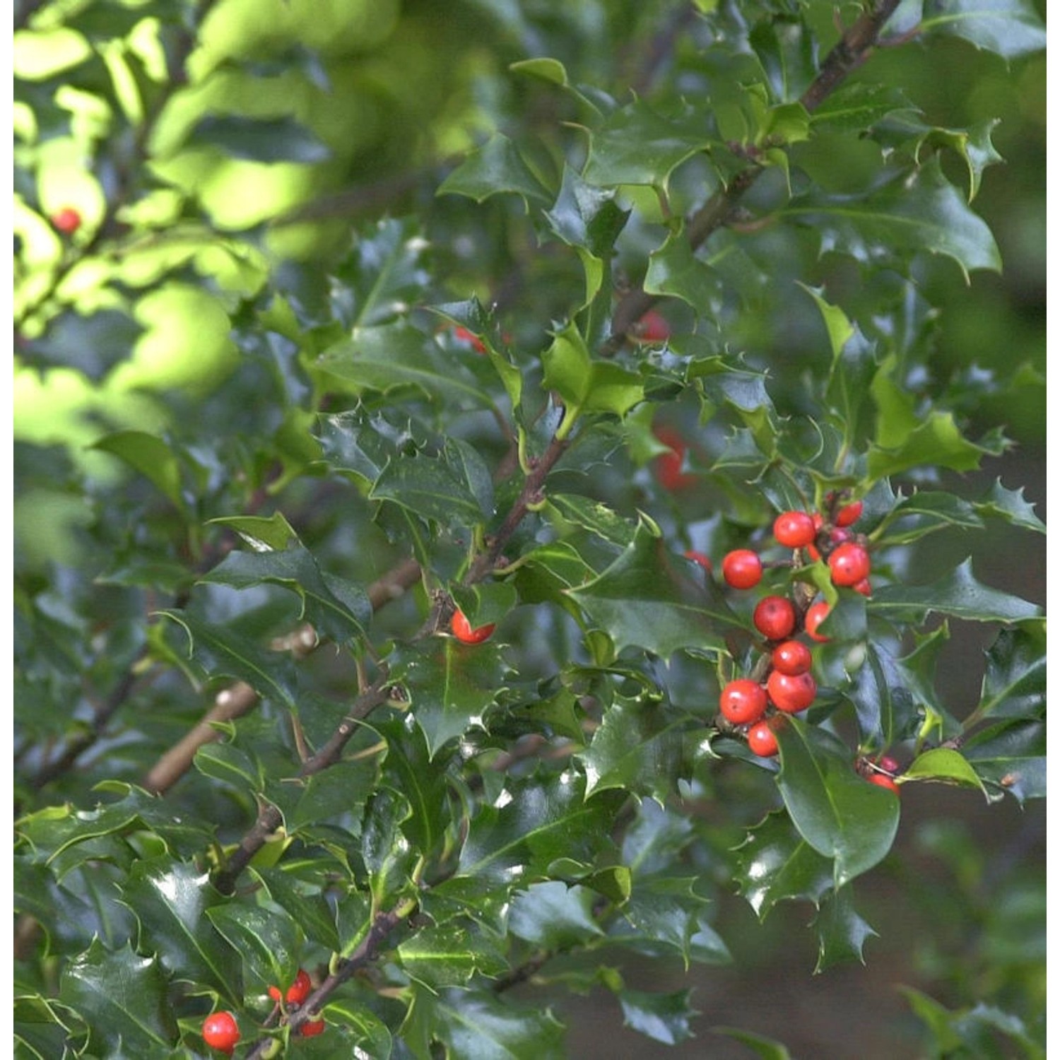 Stechpalme Ilex Blue Angel 40-60cm - Ilex meserveae Blue Angel