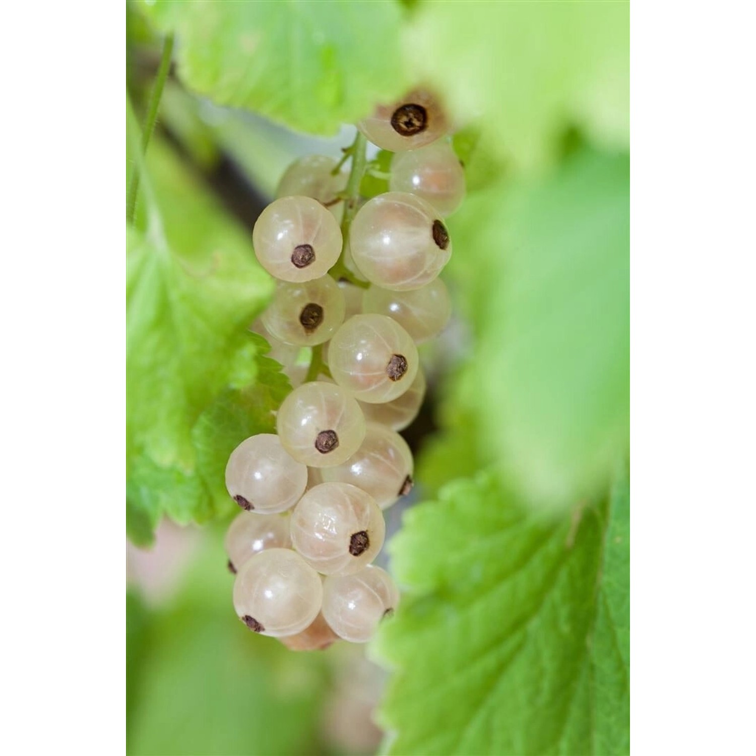 Ribes Rubrum Weiße Versailler Weiße Johannisbeere 40–60 Cm