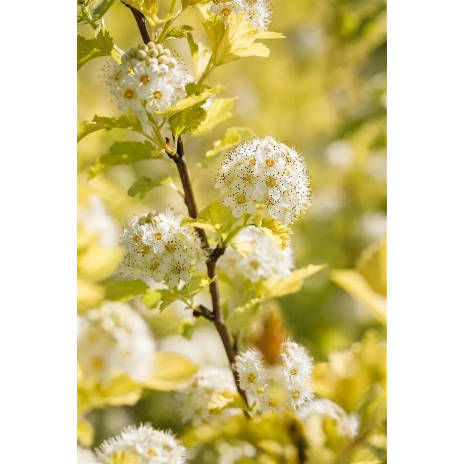 Physocarpus Opulifolius Darts Gold Gelblaubig 60–100 cm