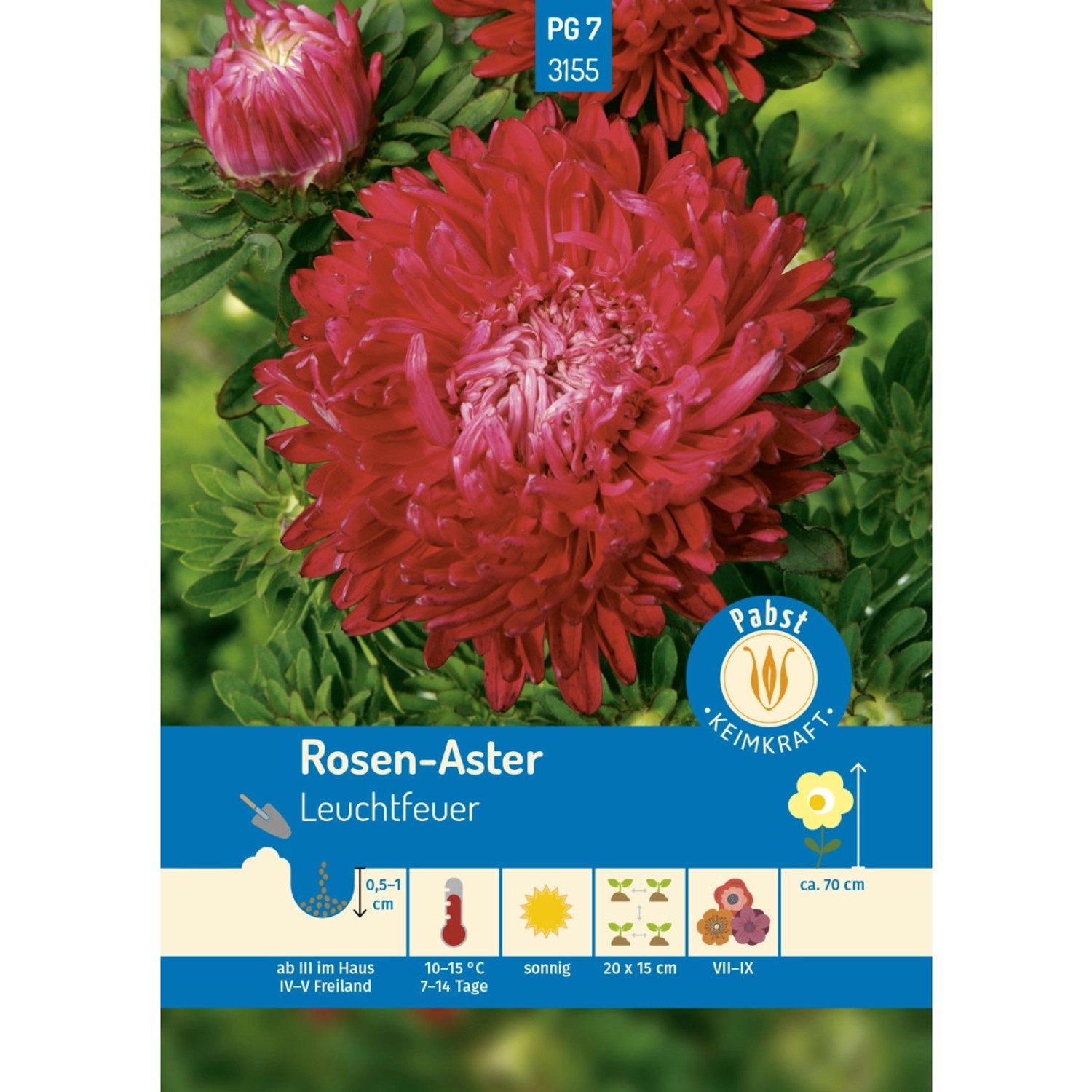 Pabst Keimkraft Rosen - Aster Leuchtfeuer Saatgut