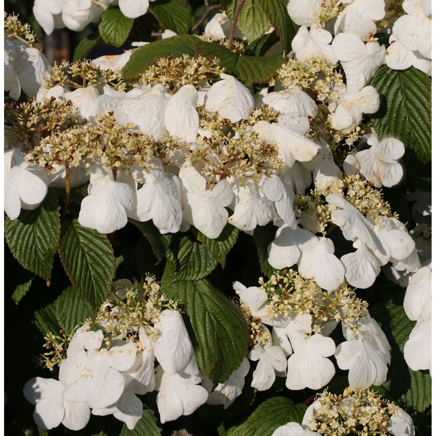 Japanischer Schneeball Darts Red Robin 40-60cm - Viburnum plicatum