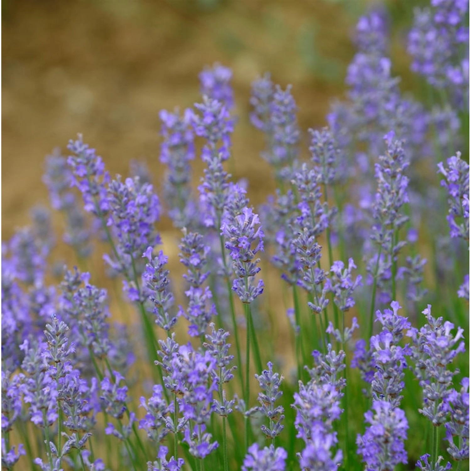 Lavendel Hidcote Giant - Lavandula intermedia