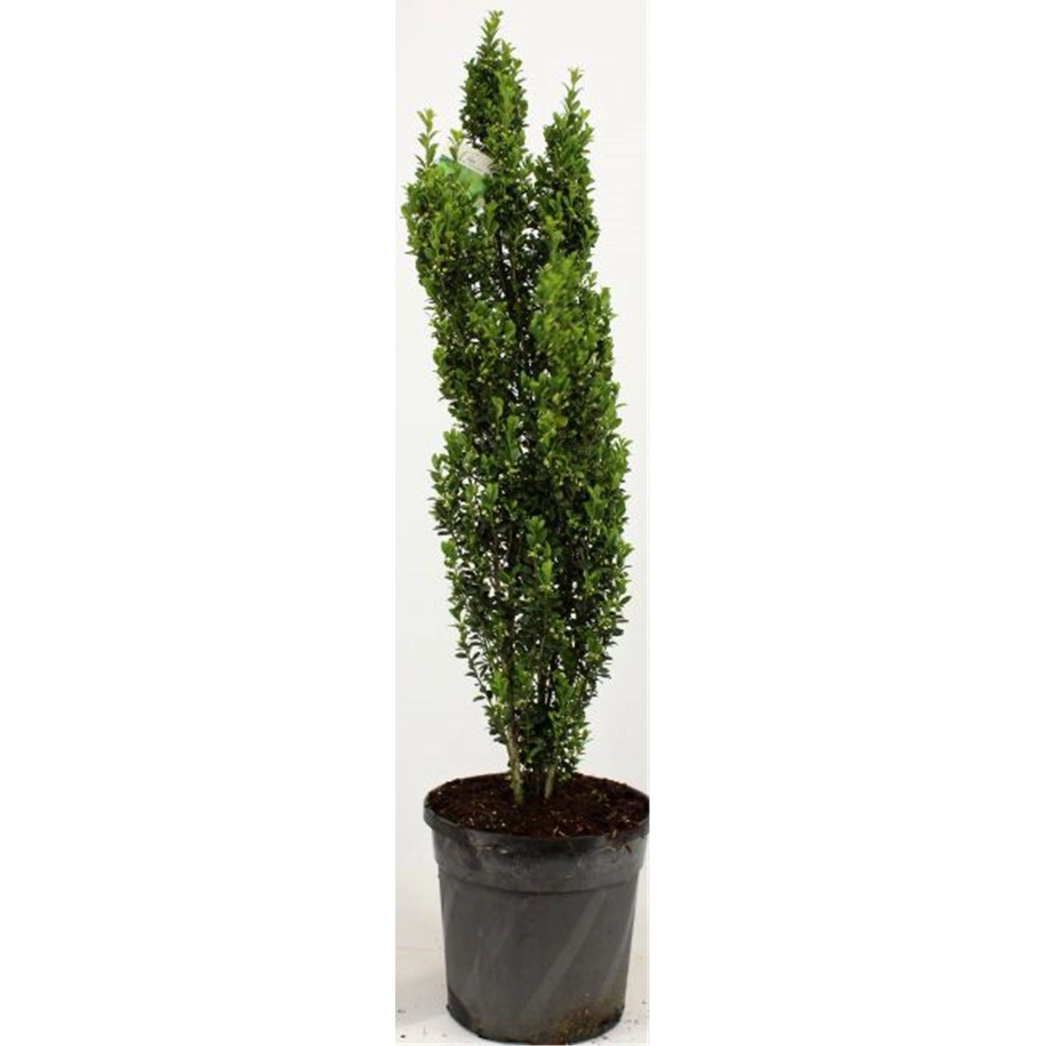 Pflanzen-Boering Säulenilex-2 Pflanzen Ilex Crenata Fastigiata Gesamthöhe 80-100 cm