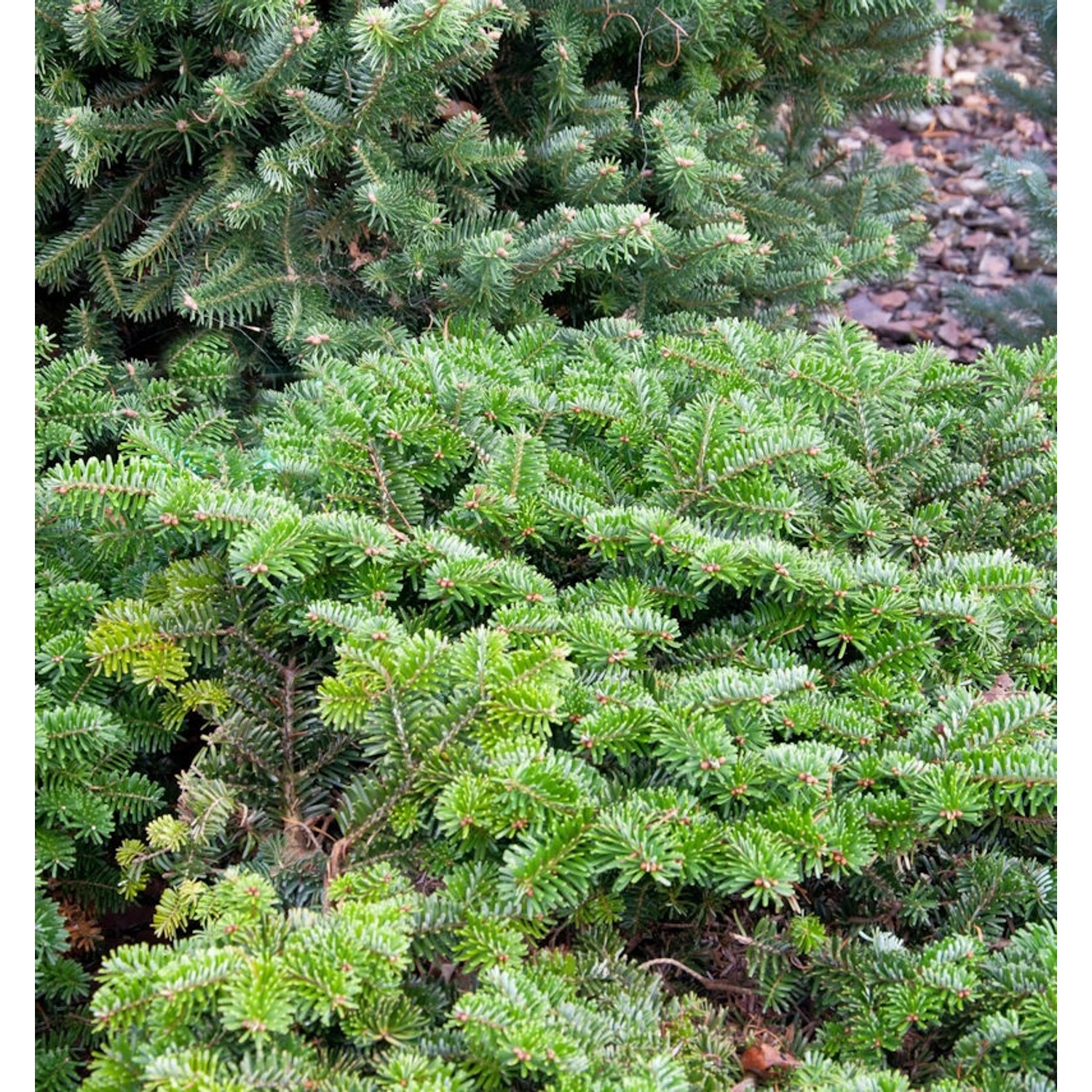 Zwerg Nordmanntanne Dobrichovice 40-50cm - Abies nordmanniana