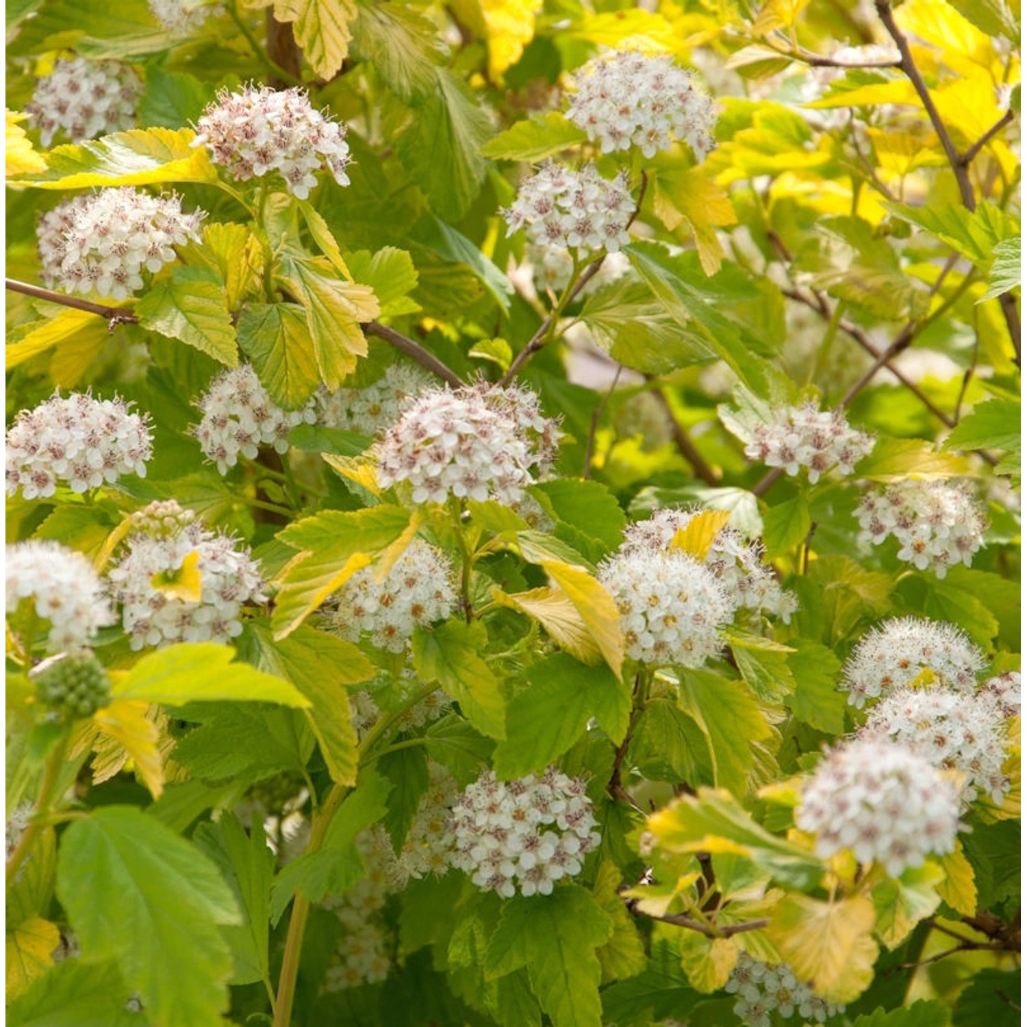 Blasenspiere Darts Gold 100-125cm - Physocarpus opulifolius