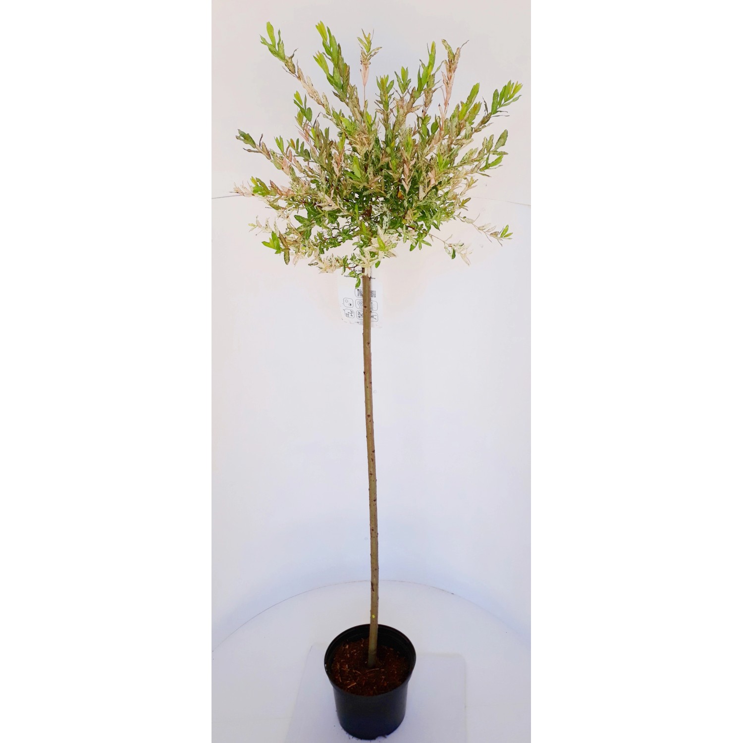 Pflanzen-Boering Harlekinweide Stämmchen 2 Pflanzen Salix Hakuro Nishiki Gesamthöhe 140-150 cm Stammhöhe 80 cm