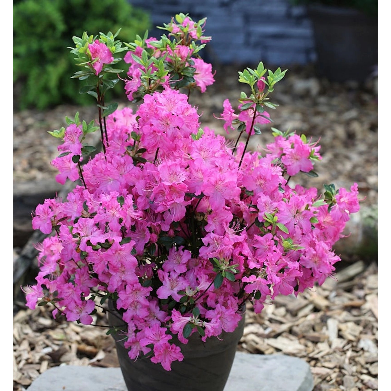 Japanische Azalee Petticoat 20-25cm - Rhododendron obtusum - Zwerg Alpenrose