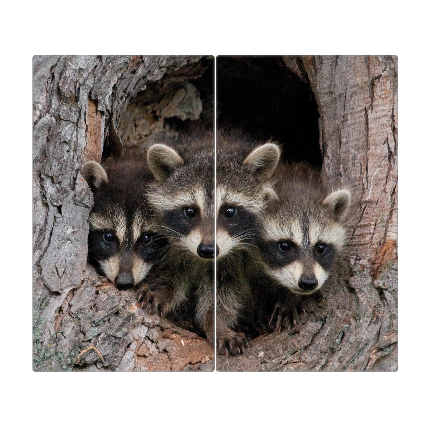 Banjado Herdabdeckplatte Glas 2 Teilig Je 30x52CM Schneidebrett Herdabdeckung Mit Motiv Drei Waschbären
