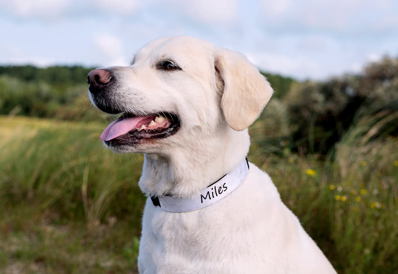 Hundehalsband M personalisiert