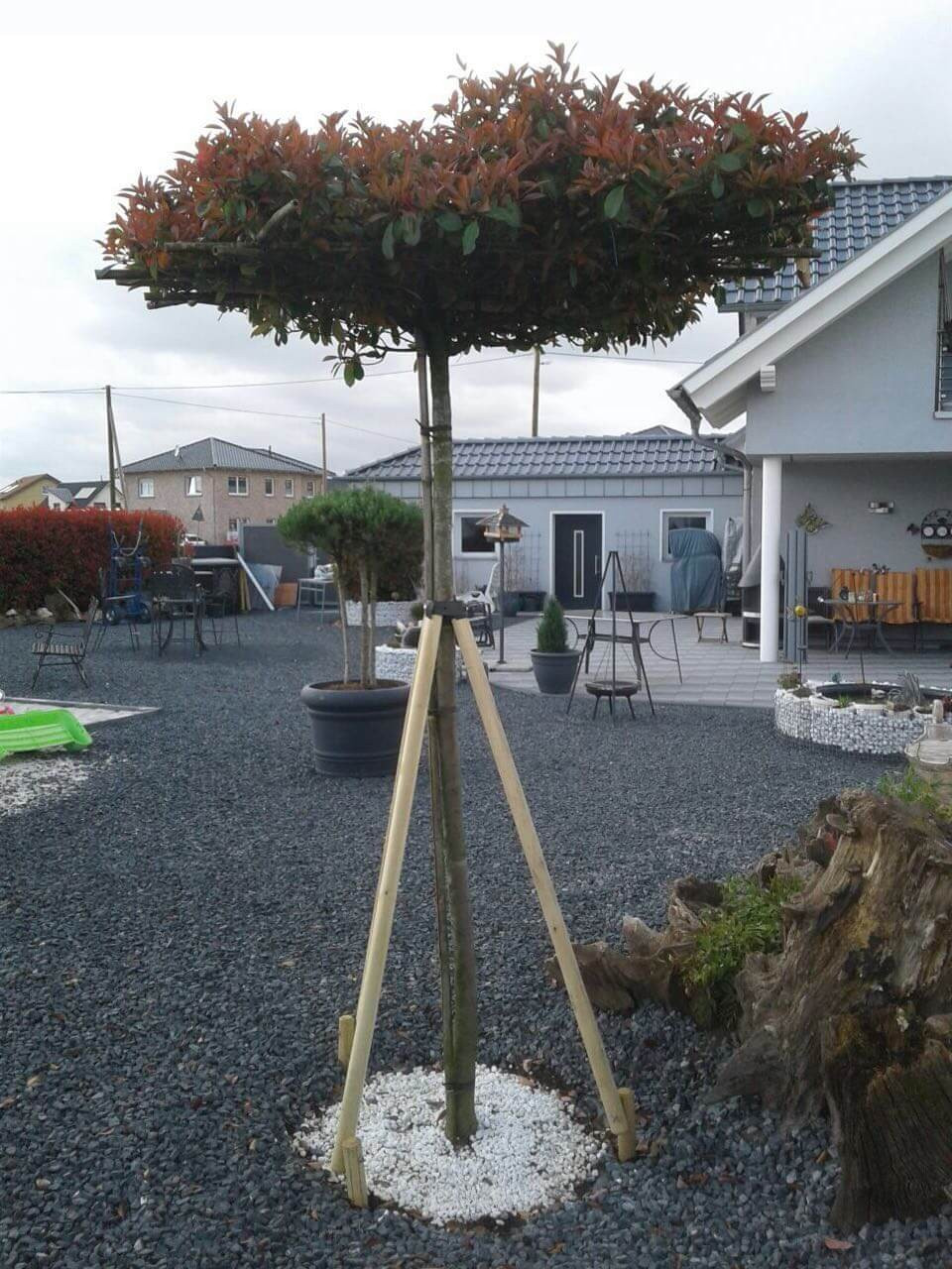 Baumpfähle-SET, Durchmesser 5 cm ''