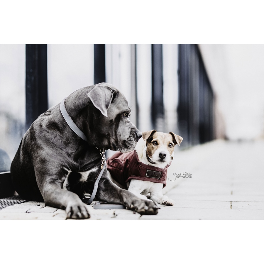Kentucky Dogwear Loop Hundehalsband