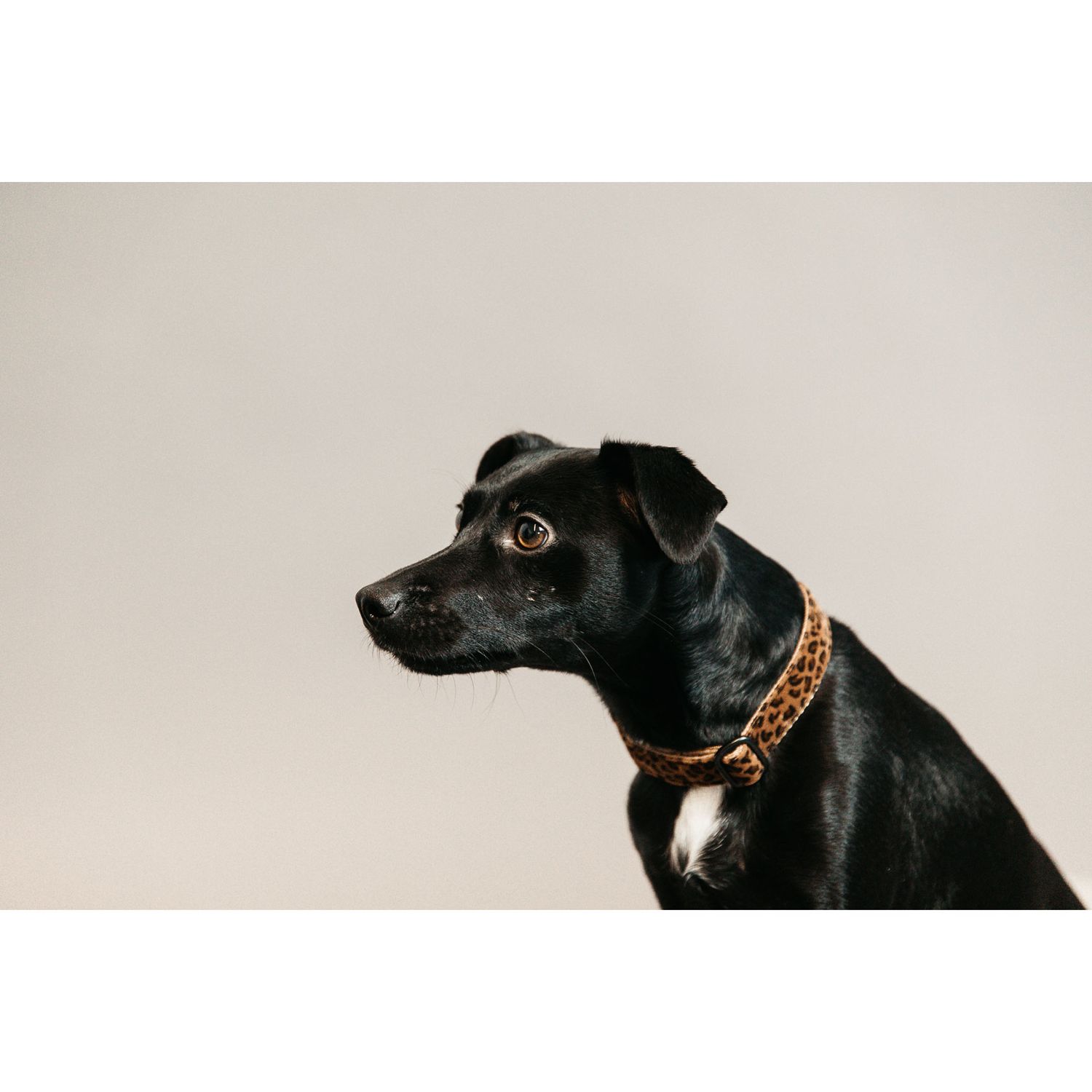 Kentucky Dogwear Hundehalsband mit Tiermuster