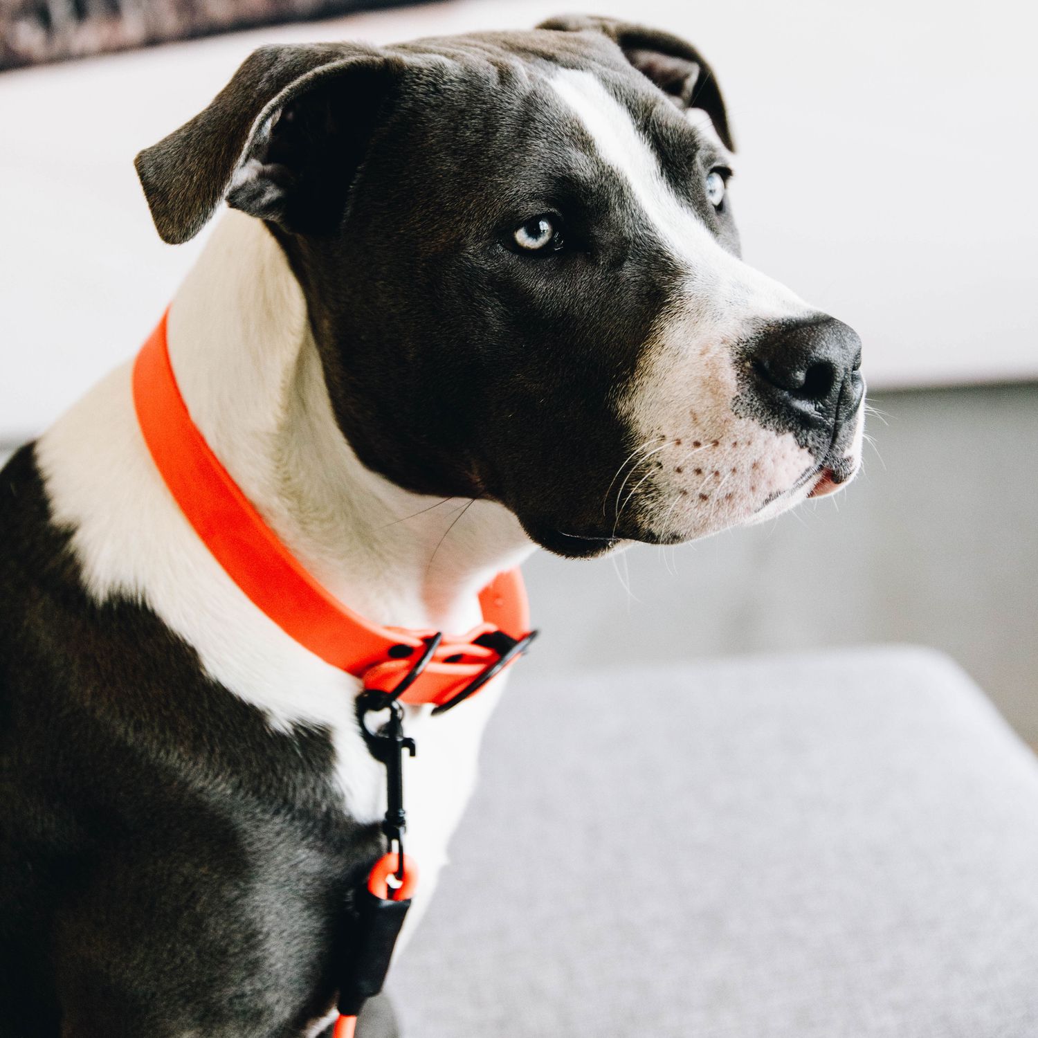 Kentucky Dogwear Hundehalsband Soft Rubber