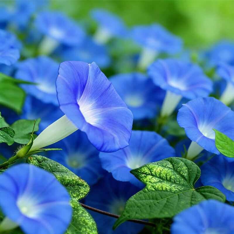 50 Ipomoea-Samen, Kletterblumensamen mit Dünger, biologische Saatgut für die Aussaat, einfach zu pflanzen und hohe Keimrate, wunderschöne hellblaue