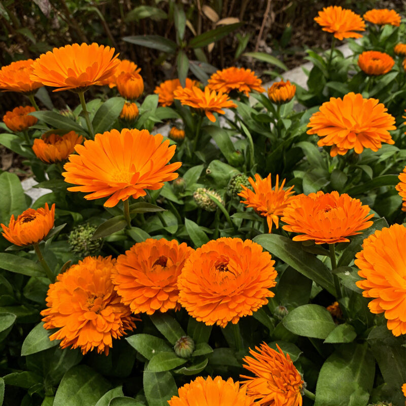 2000 Ringelblumen Samen – Calendula-Mix, Garten, Balkon, Töpfe & Terrasse, Dekorative Samen