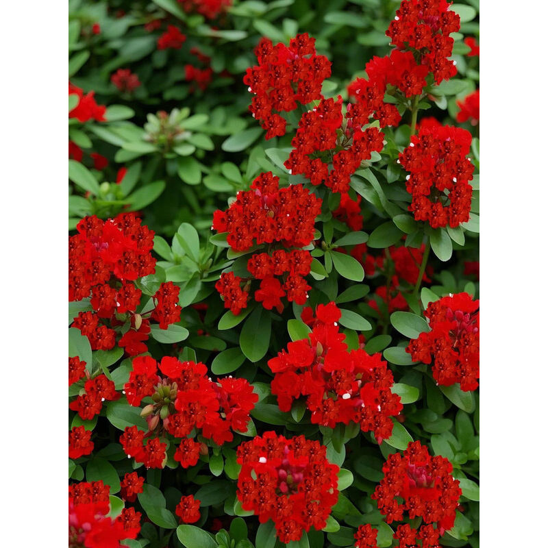 10.000 leuchtend rote Thymiansamen – Bunte Pflanze für Garten und Töpfe, zieht Bienen und Schmetterlinge an, pflegeleicht