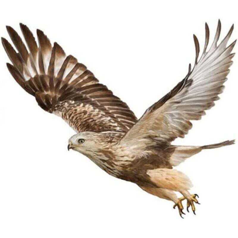 23 cm x 18,5 cm großer Aufkleber „Fliegender Adler“, 3D-Autoaufkleber mit Adlermotiv, 2er-Pack, wasserfest, kreativer Autoaufkleber,