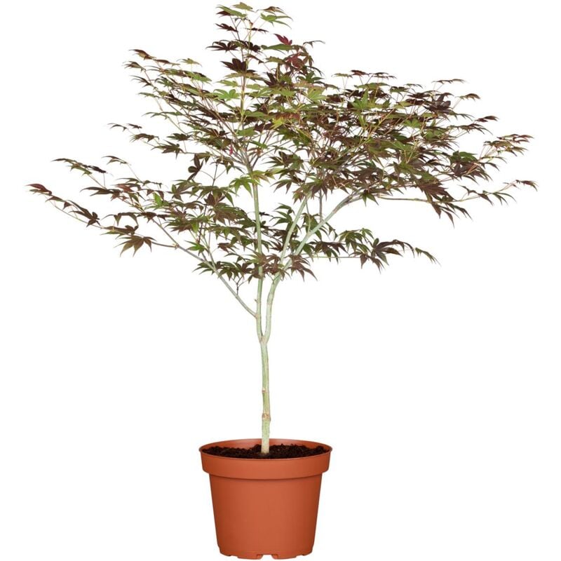 Sonstige - Acer palmatum 'Atropurpureum' Acer palmatum 'Atropurpureum' c 60- 80