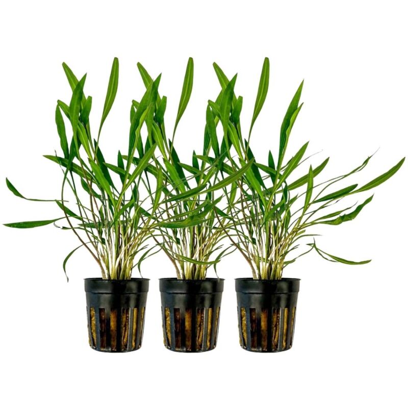 Aquaristikwelt24 - Aquarium 3 Stück Pflanze Cryptocoryne pink panther Topf Nr.309P