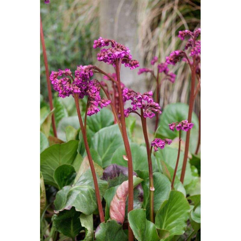 Bergenia cordifolia 'Baby Doll'