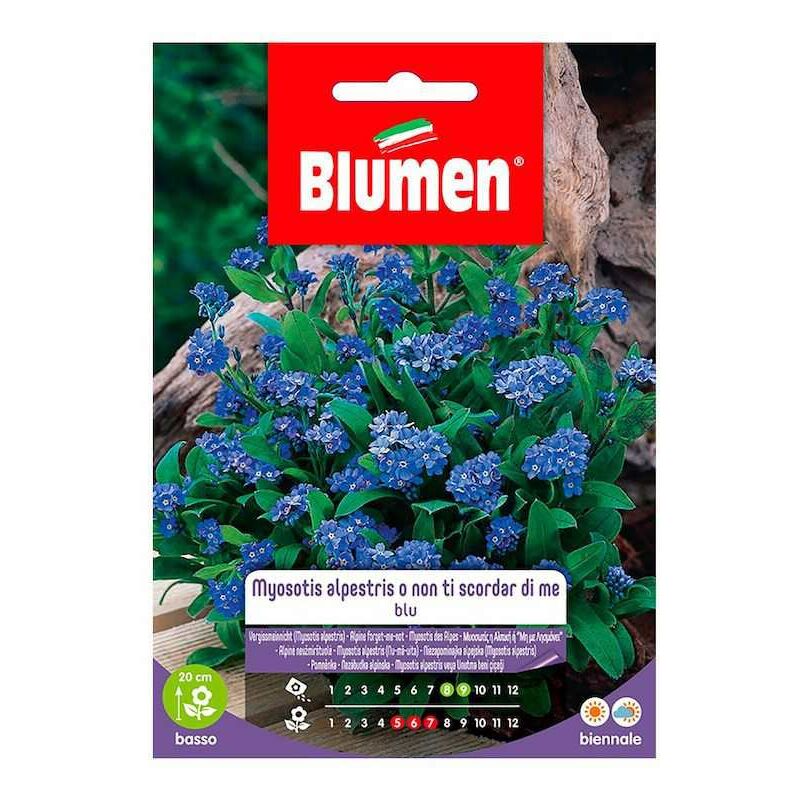 Blaue Myosotis Alpestris oder Vergissmeinnicht-Samen im Umschlag