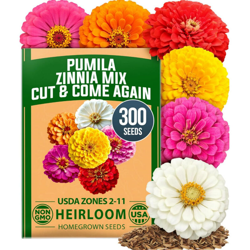 Bunte Dahlien-Samen 300 Samen – Samen für Außenbereich, lange Blüte und einfach zu ziehen