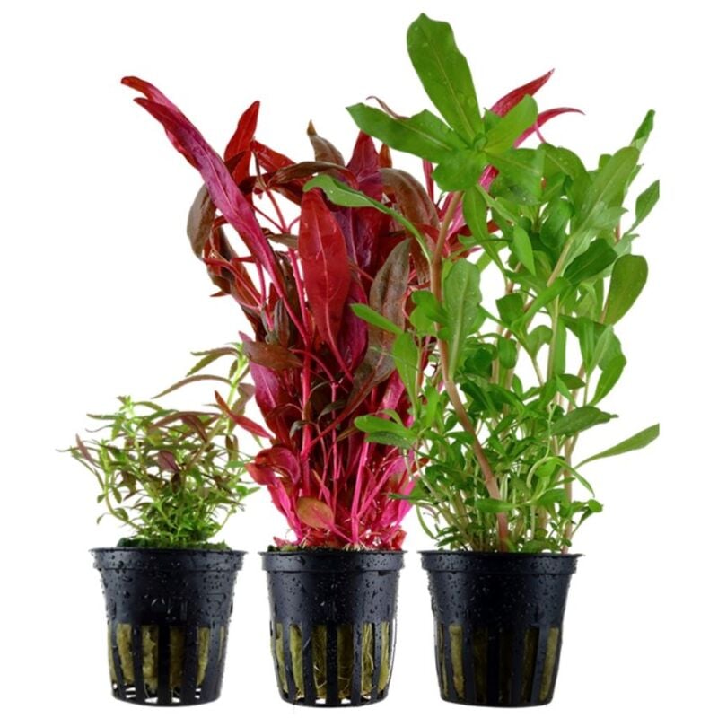 'Buntes' Set mit 3 Topf Pflanzen Aquariumpflanzen Set Nr.143