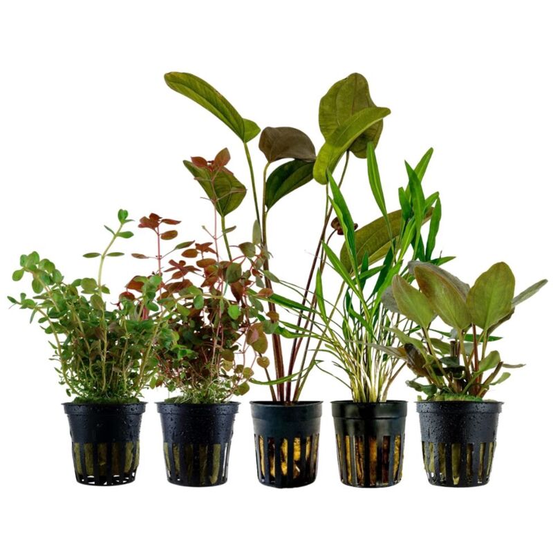 Buntes' Set mit 5 Pflanzen Aquariumpflanzen Nr.215