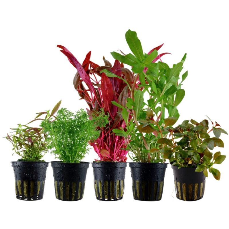 Aquaristikwelt24 - Buntes' Set mit 5 Topf Pflanzen Aquariumpflanzen Set Nr.144