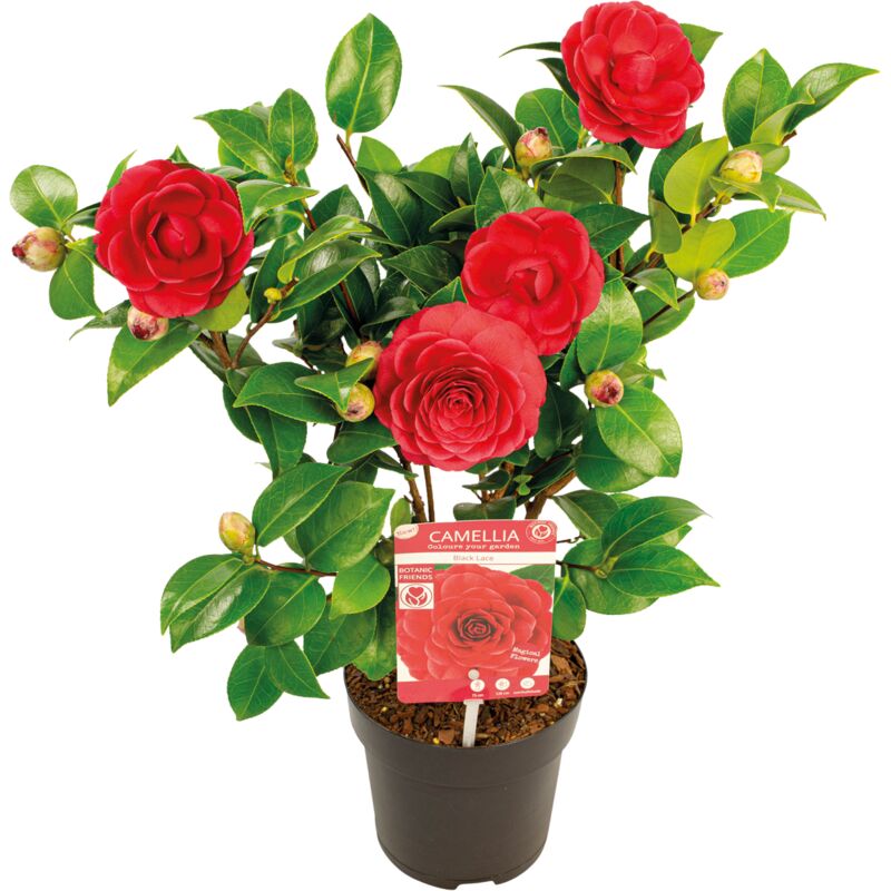 Camellia japonica 'Black Lace' - Japanische Rose - Strauch - Immergrün - ⌀15 cm - ↕30-35 cm