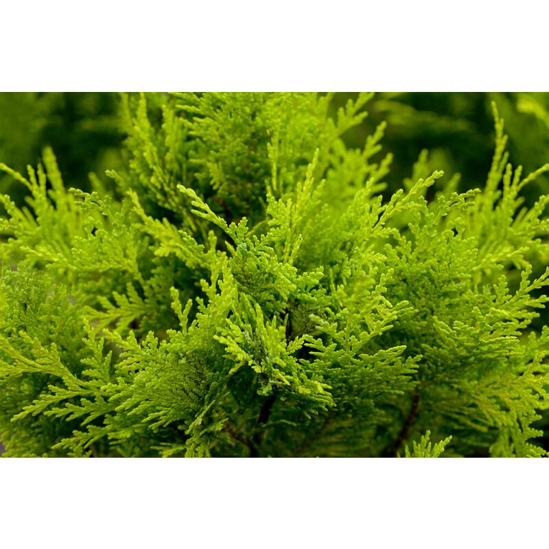 Chamaecyparis lawsoniana 'Stardust' 1 L 15- 20