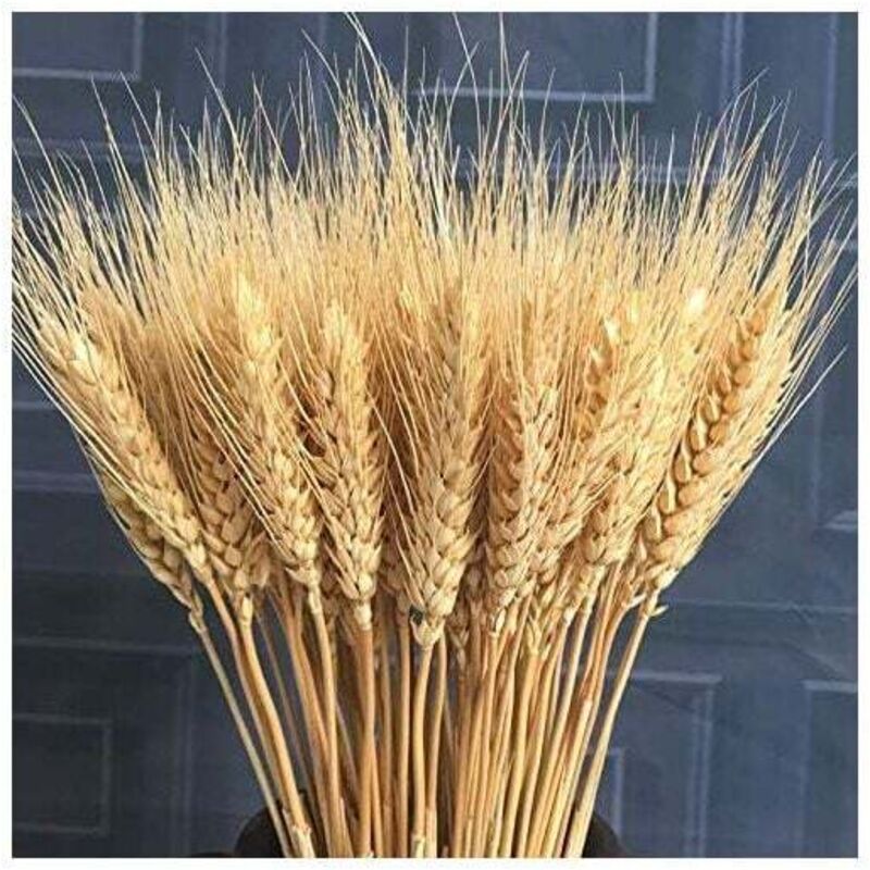 CHOYCLIT 100 Stück Kunstblumen, Kunstpflanze, große getrocknete Weizenblumen, natürliche getrocknete Weizengarben, getrocknete Weizenstängelsträuße,