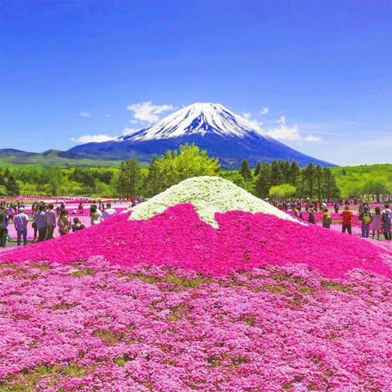 2 Packungen rosa Phlox subulata-Samen, blühende Bodendeckerpflanze, winterhart und pflegeleicht, geeignet für Blumenbeete und Terrassen (1000 Samen